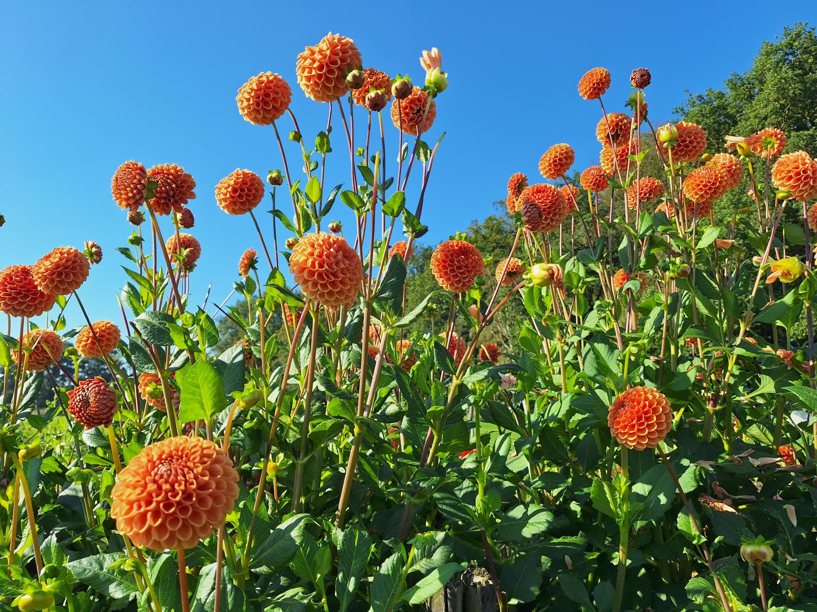 Mantelzorg - wandeling en pluktuin voor ouders met kind met meerzorg
