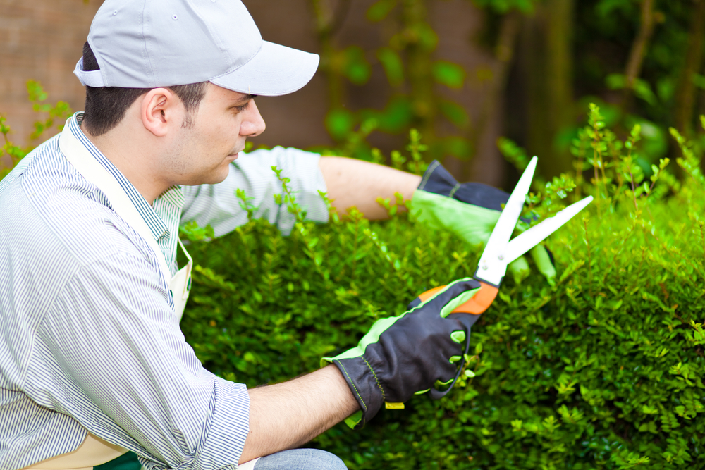 Afbeelding bij nieuwsbericht: Tuinhulp gezocht